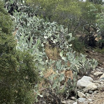 Gabrielino Trail - Hiking Near Me - Altadena, California