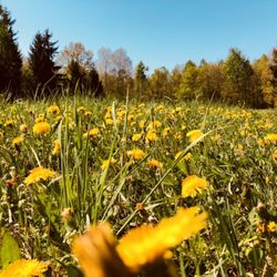 Hundewiese Waldtruderinger Wald