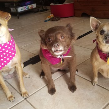 Pin Up Pets - Pet Groomers Near Me - Chandler, Arizona Pin Up Pets - Pet Groomers Near Me - Chandler, Arizona