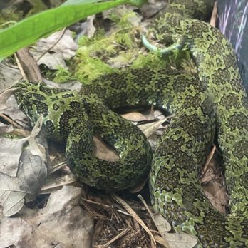 Oklahoma City Zoo - Another snake, happy St. Patrick's Day! - Zoos Near Me - Oklahoma City, Oklahoma Oklahoma City Zoo - Another snake, happy St. Patrick's Day! - Zoos Near Me - Oklahoma City, Oklahoma