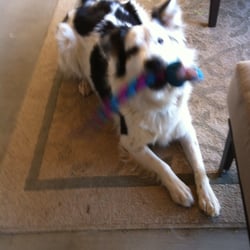 Big Lots - Enjoying the $3.00 Dog Toy from Big Lots