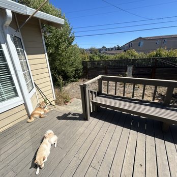 Royal Scoops - Our clients hanging out while we clean their yard of dog poop - Pet Waste Removal Near Me