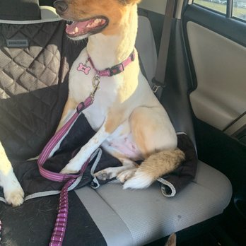 Petco - 1st dog - Pet Training Near Me - Fairfax, Virginia