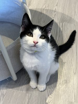 Meows Rakuen by null