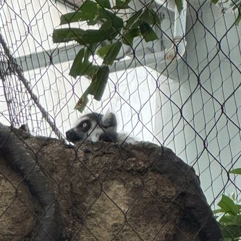 Tennessee Aquarium - Lemur - Aquariums Near Me - Chattanooga, Tennessee Tennessee Aquarium - Lemur - Aquariums Near Me - Chattanooga, Tennessee