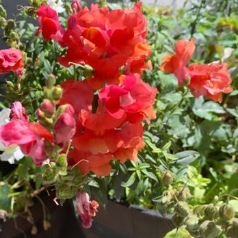 Joyful Bakery & Coffee - Patio/Entrance - Coffee & Tea Near Me - Buena Vista, Colorado