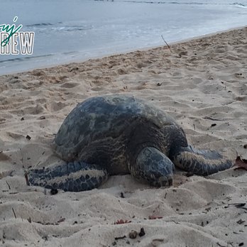 Brennecke's Beach - Sea Turtle on Brenneck's Beach - Swimming Pools Near Me - Uninc Kauai, Hawaii