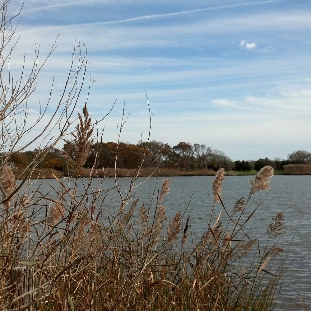 Terrell River County Park - Parks Near Me - Center Moriches, New York