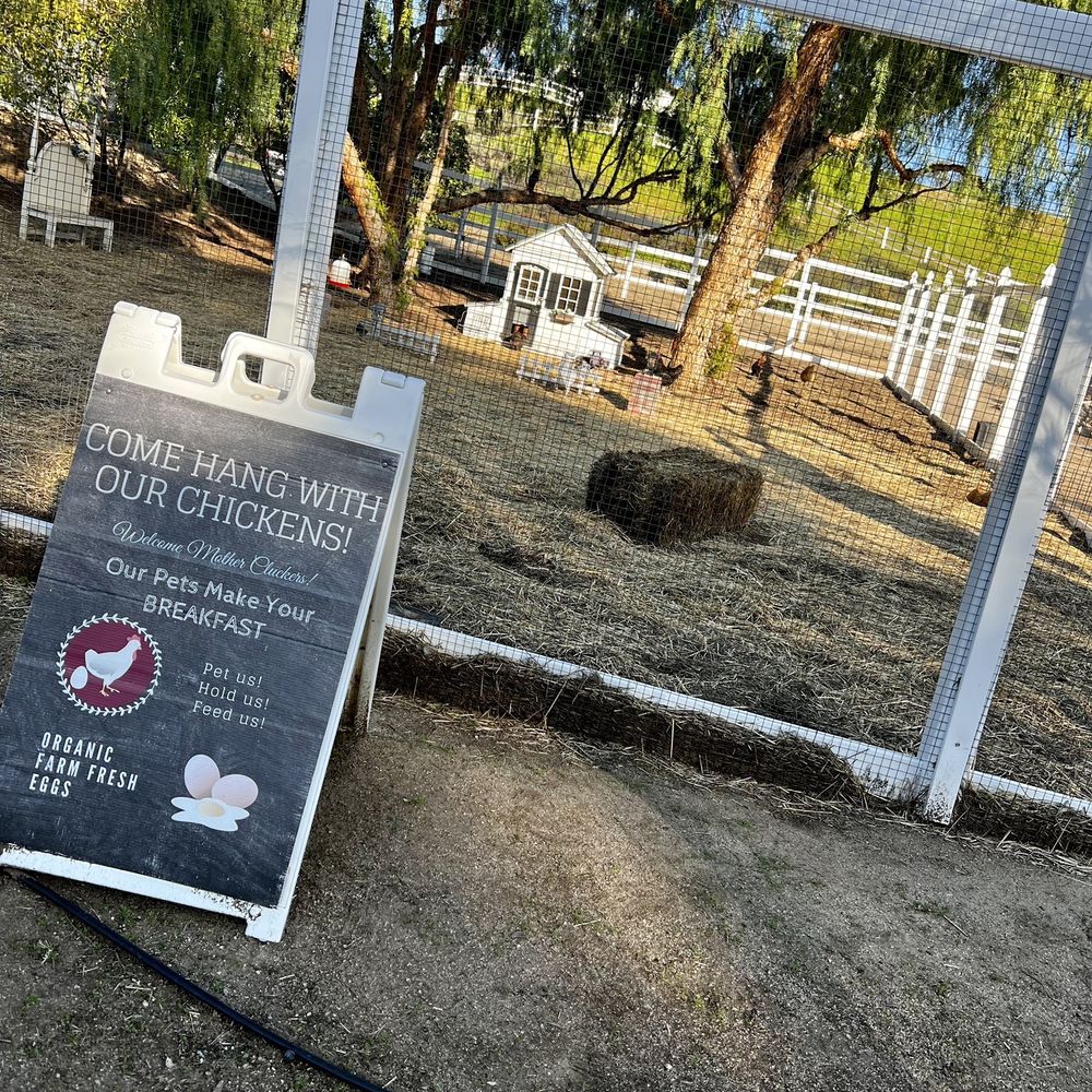 The Vine House Bed & Breakfast - Happy chickens helped make our breakfast burritos yummy - Bed & Breakfast Near Me - Temecula, California The Vine House Bed & Breakfast - Happy chickens helped make our breakfast burritos yummy - Bed & Breakfast Near Me - Temecula, California