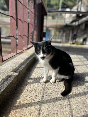 Houtong Cat Village by null