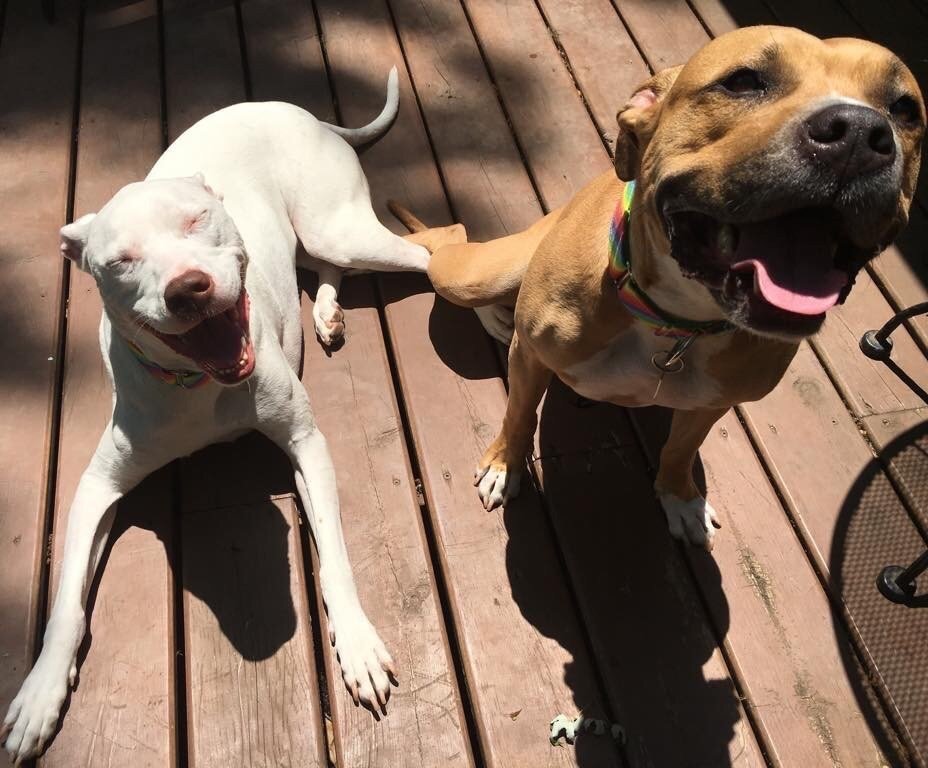 HORTON ANIMAL HOSPITAL NORTHEAST - 2608 Paris Rd, Columbia, MO - Yelp HORTON ANIMAL HOSPITAL NORTHEAST - 2608 Paris Rd, Columbia, MO - Yelp