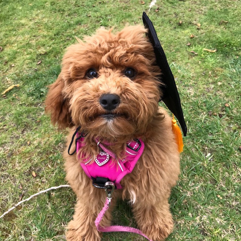 Spot On Training - Graduate :) - Pet Training Near Me - San Diego, California Spot On Training - Graduate :) - Pet Training Near Me - San Diego, California
