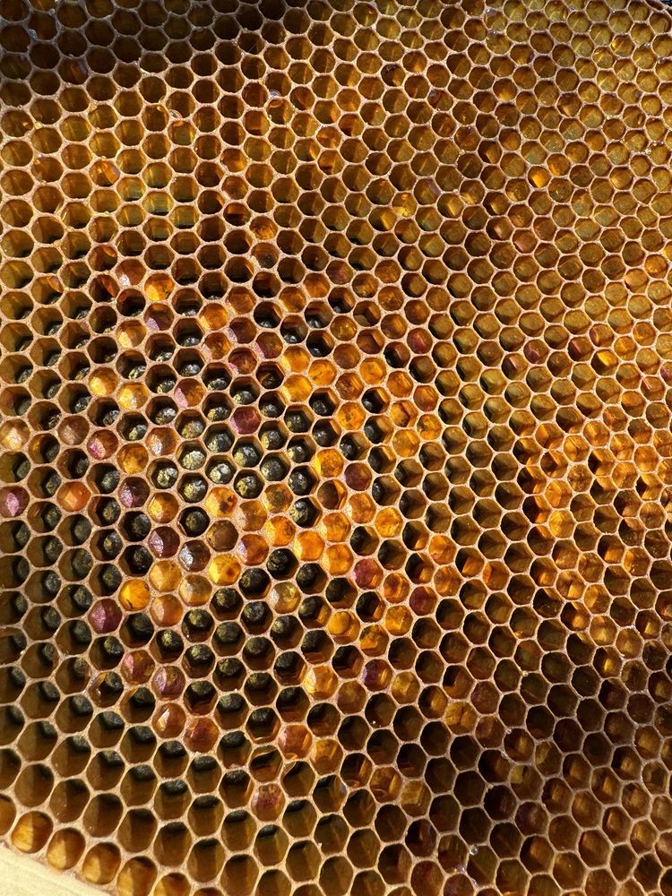 Sierra Nevada Yard Care - tree service in Reno, NV