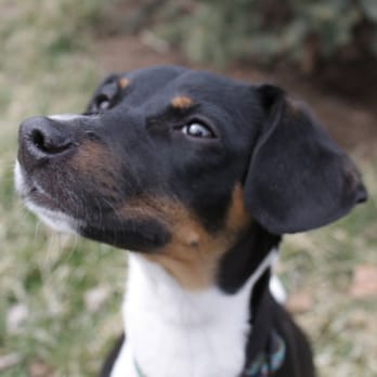 Good Dog Walking - Madison - Dog Walkers Near Me - Brooklyn, New York Good Dog Walking - Madison - Dog Walkers Near Me - Brooklyn, New York