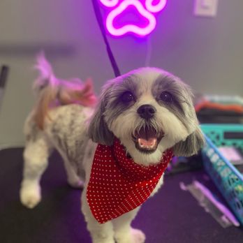 Picture PAWfect - Pet Groomers Near Me - Staten Island, New York Picture PAWfect - Pet Groomers Near Me - Staten Island, New York
