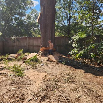 Forrest Tree Service - This is a picture of one of my guys posing before I drop this huge trunk - Tree Services Near Me - Durham, North Carolina