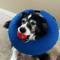 Beau, my Australian Shepherd / Border Collie mix with an inflatable collar on and ball in his mouth. Beau, my Australian Shepherd / Border Collie mix with an inflatable collar on and ball in his mouth.