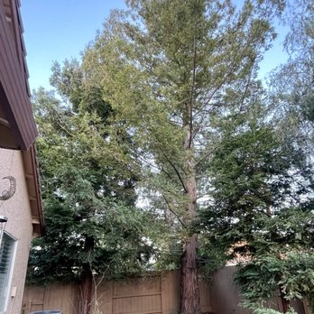 Top Tier Tree Care - These two were removed. - Tree Services Near Me - Lodi, California