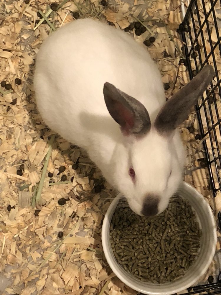 MAD HATTER RABBIT RABBITRY Updated April 2024 17 Photos Newburgh