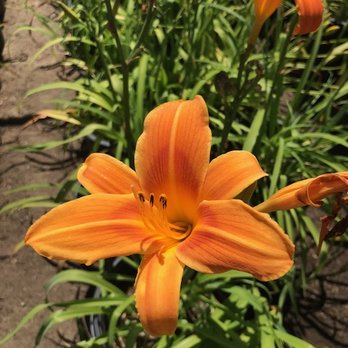 Acosta Growers - Nurseries & Gardening Near Me - Azusa, California Acosta Growers - Nurseries & Gardening Near Me - Azusa, California