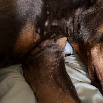 PetSmart - More rashes all over his body - Pet Stores Near Me - San Jose, California PetSmart - More rashes all over his body - Pet Stores Near Me - San Jose, California