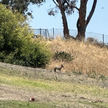 MacArthur Park - Watch out for coyotes. - Parks Near Me - La Mesa, California MacArthur Park - Watch out for coyotes. - Parks Near Me - La Mesa, California