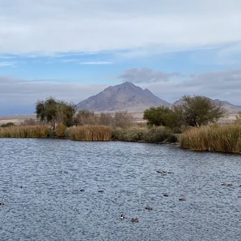 Henderson Bird Viewing Preserve - Parks Near Me - Henderson, Nevada Henderson Bird Viewing Preserve - Parks Near Me - Henderson, Nevada