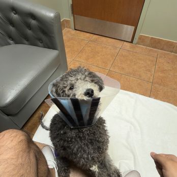BluePearl Pet Hospital - Shadow after his 24 hour stay . - Veterinarians Near Me - Forest Hills, New York
