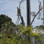 Parchment's Tree Service