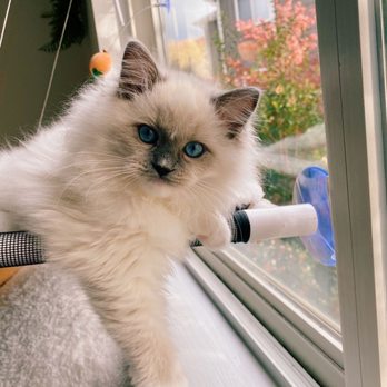 Rumi Ragdolls - Pet Adoption Near Me