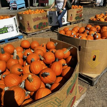 Cox Farms - Attraction Farms Near Me - Centreville, Virginia