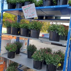 The Florist At Laura Ann Farms - Mums for sale.