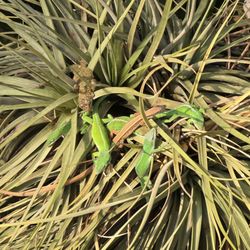Reptile Gardens - Whole bunch of tiny lizards