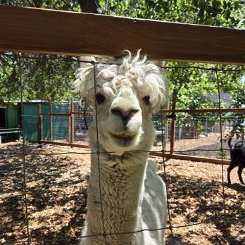Kindred Spirits Care Farm - Charlieeee! - Animal Shelters Near Me - Chatsworth, California Kindred Spirits Care Farm - Charlieeee! - Animal Shelters Near Me - Chatsworth, California