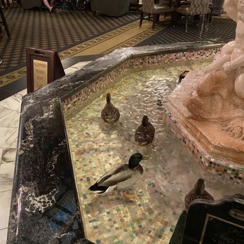 The Peabody Memphis - Famous ducks who parade twice a day in and out of the elevators and spend their day swimming here in the lobby - Hotels Near Me - Memphis, Tennessee