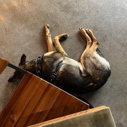 New Province Brewing - Indoor doggos!