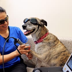 Ark Animal Hospital