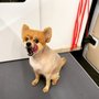 Photo of Ruff Cuts
