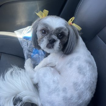 Plush Paws Dog Grooming - Pet Groomers Near Me - Antioch, California Plush Paws Dog Grooming - Pet Groomers Near Me - Antioch, California