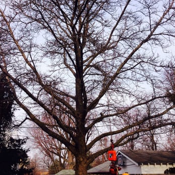 Joseph Tree Service - Tree Service - Tree Services Near Me - Dublin, Ohio Joseph Tree Service - Tree Service - Tree Services Near Me - Dublin, Ohio