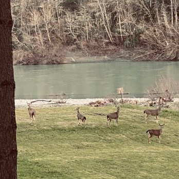 River's Edge Rv Park - RV Parks Near Me - Rio Dell, California River's Edge Rv Park - RV Parks Near Me - Rio Dell, California
