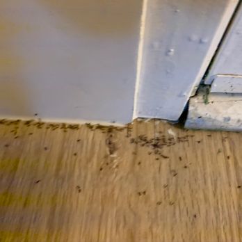 100 Boyd - Ant infestation. Wish I could share the video, there were much more. - Apartments Near Me - Pleasant Hill, California