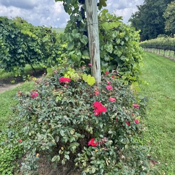 Souther Williams Vineyard - Roses indicate pest problems early - Wine Tasting Room Near Me - Fletcher, North Carolina