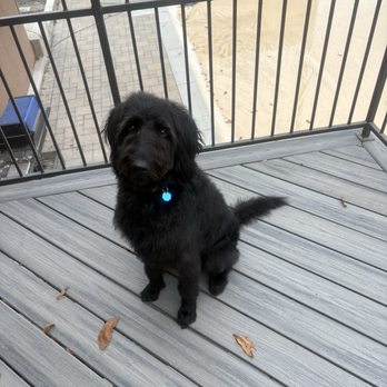 Happy Tails Pet Grooming - Ziggy - Pet Groomers Near Me - Caldwell, Idaho
