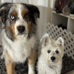 2 Dogs Pet Services
