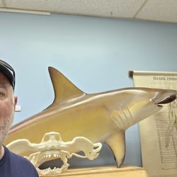 Living Sharks Museum & Research Center