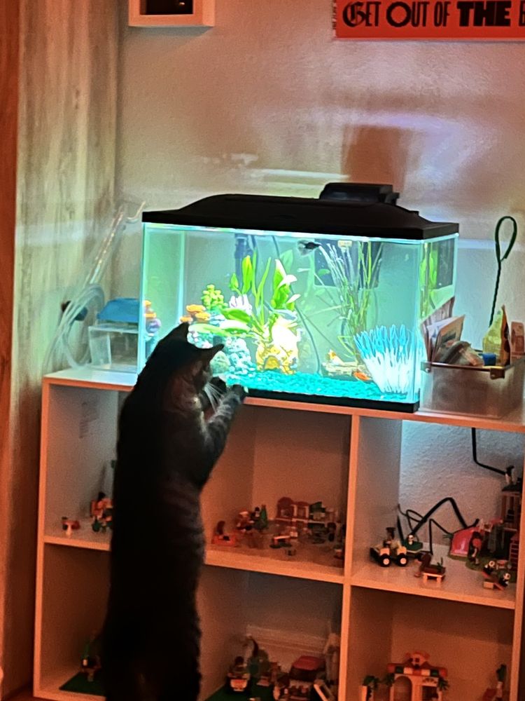 Pet Supermarket Image