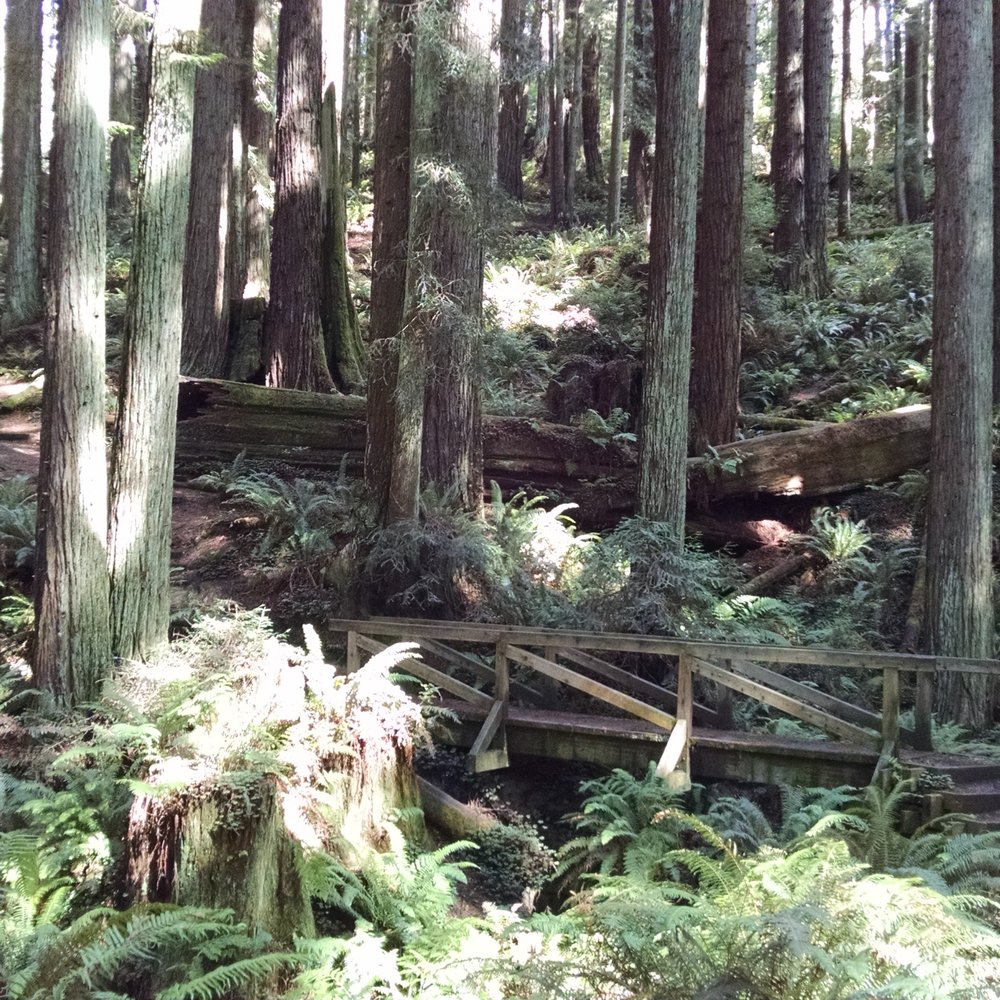 Redwood Park - quite and tranquil saturday afternoon - Parks Near Me - Arcata, California Redwood Park - quite and tranquil saturday afternoon - Parks Near Me - Arcata, California