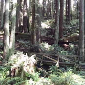 Redwood Park - quite and tranquil saturday afternoon - Parks Near Me - Arcata, California