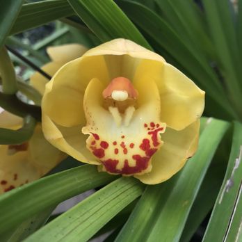 Garfield Park Conservatory - Parks Near Me - Chicago, Illinois